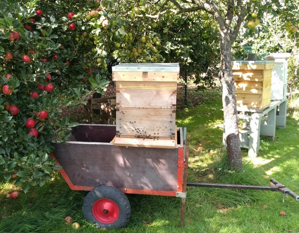 Bees heading across the apairy to a new home